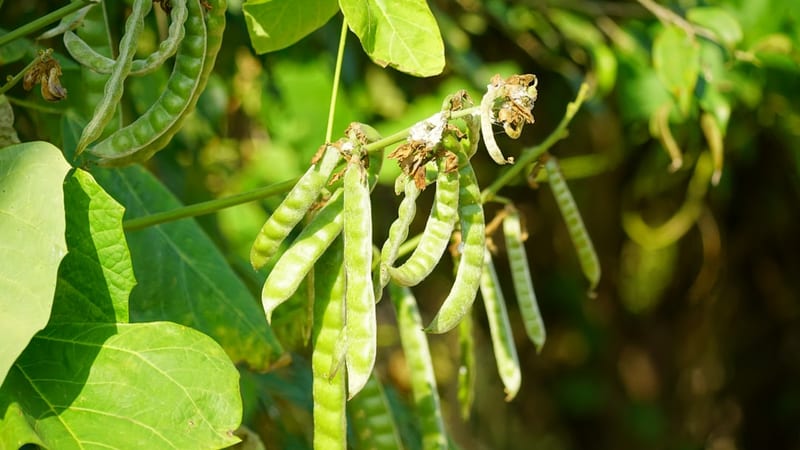 Flageolets verts au naturel bio 345g