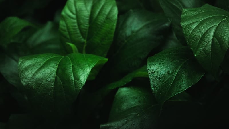 Huile essentielle petit grain bigarade bio 5ml